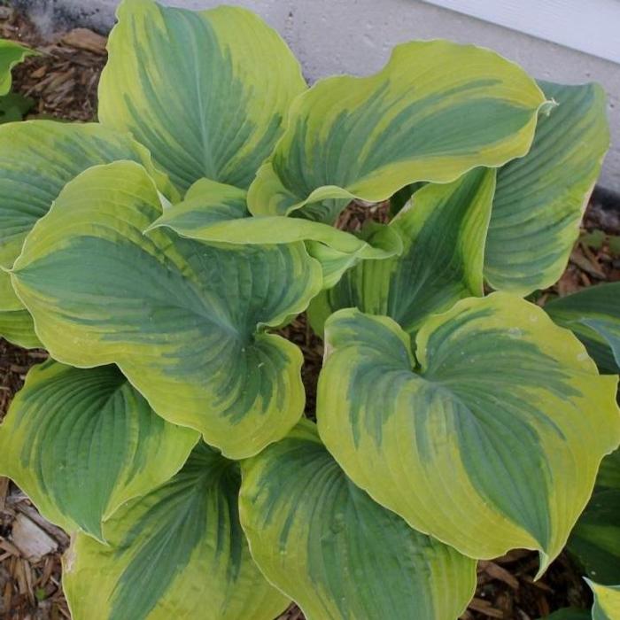 Hosta 'The King' plant