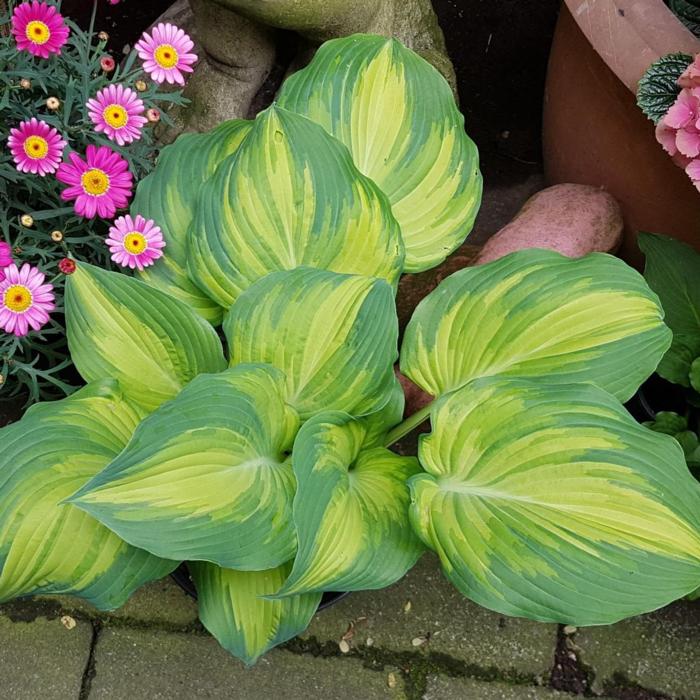 Hosta 'The Queen' plant