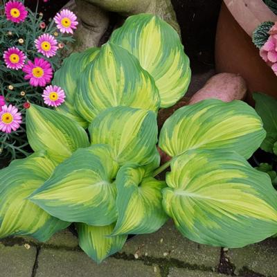 hosta-the-queen