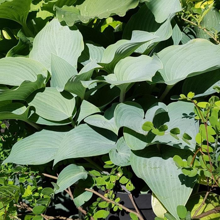 Hosta 'Theo's Blue' plant