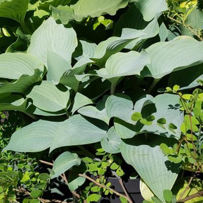 hosta-theos-blue