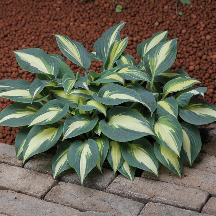 Hosta 'Timeless Beauty' plant