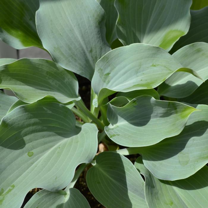 Hosta 'Titanium' plant