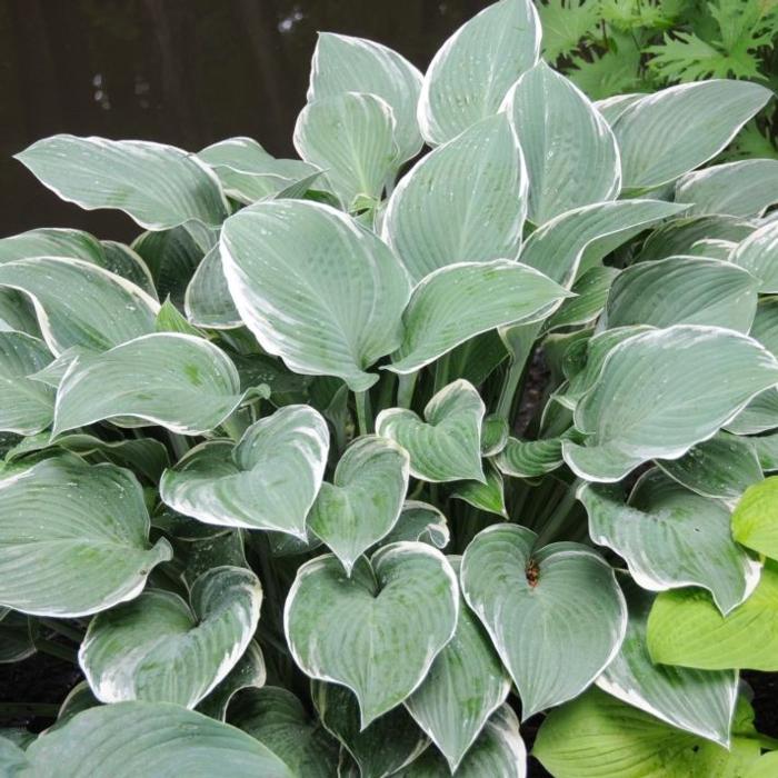 Hosta 'Tom Schmid' plant