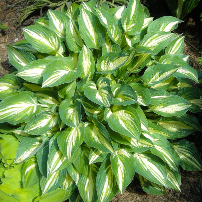 Hosta 'Tongue of Flame' plant