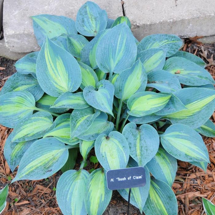 Hosta 'Touch of Class' plant