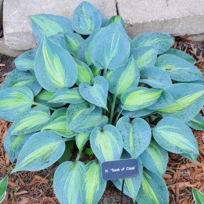 hosta-touch-of-class