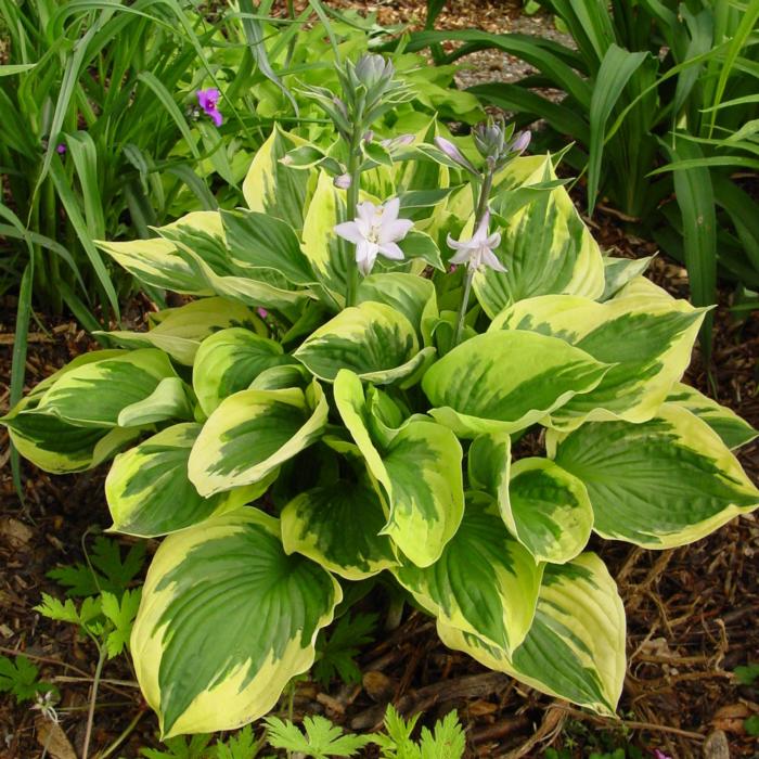 Hosta 'Twilight' plant