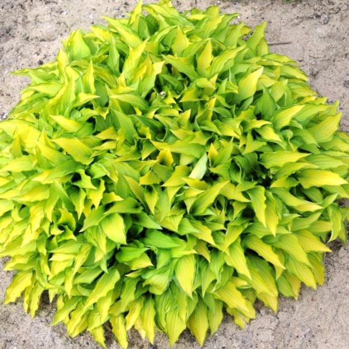 Hosta 'Twist of Lime' plant