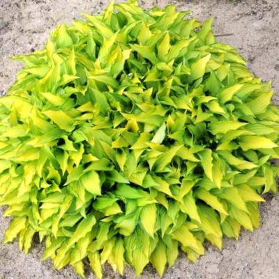 hosta-twist-of-lime