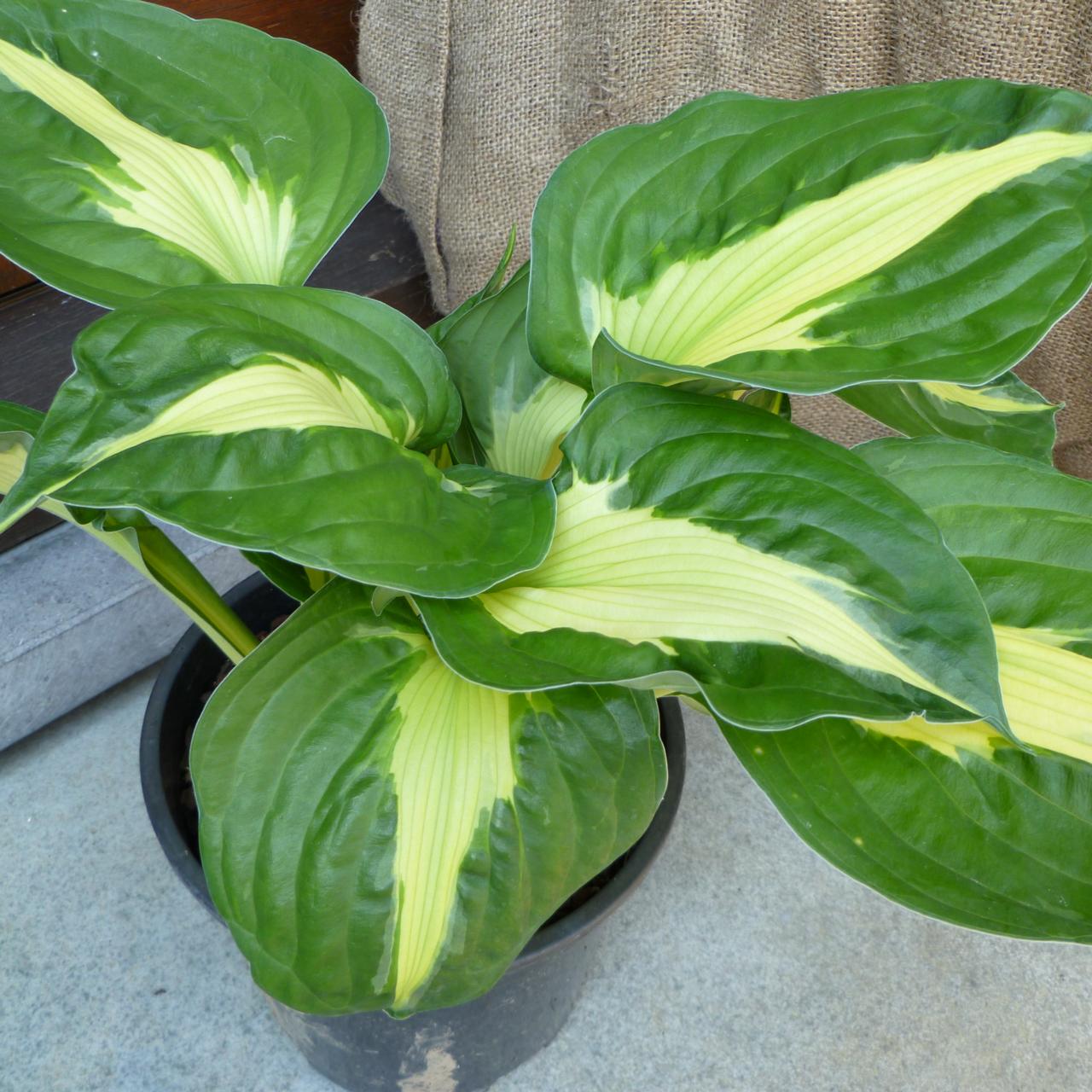 Hosta 'Twister' plant