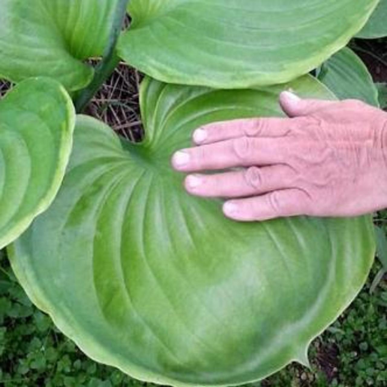 Hosta 'Ufo' plant