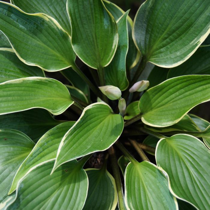 Hosta 'Valley's Paparazzi' plant