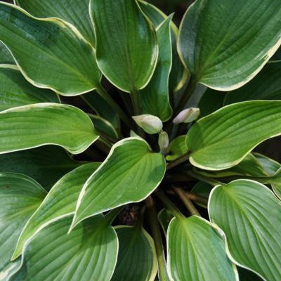 hosta-valleys-paparazzi