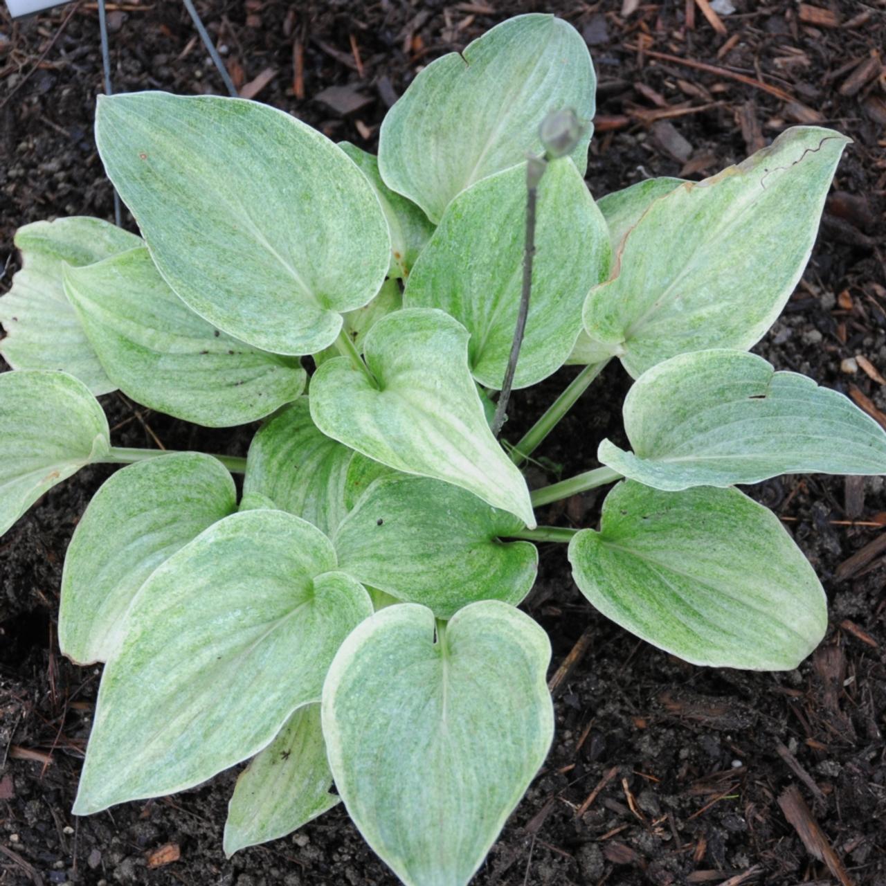 Hosta 'Vermont Frost' plant