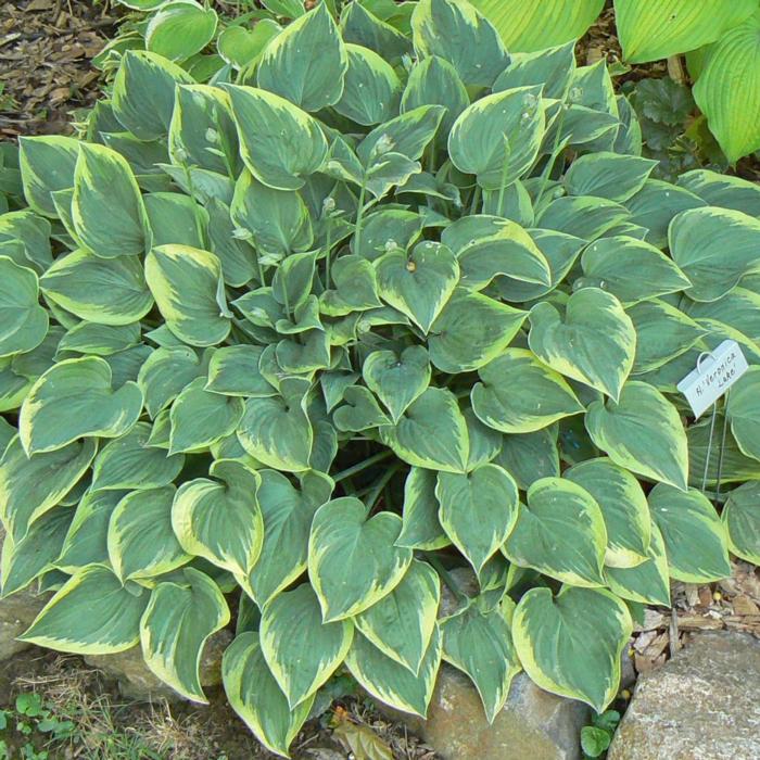 Hosta 'Veronica Lake' plant