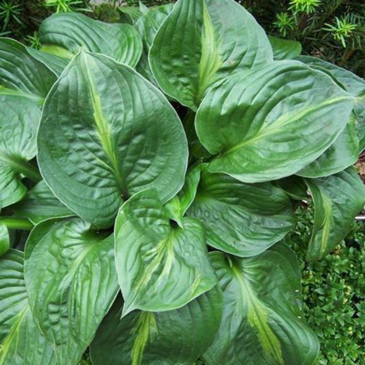 Hosta 'Victor' plant