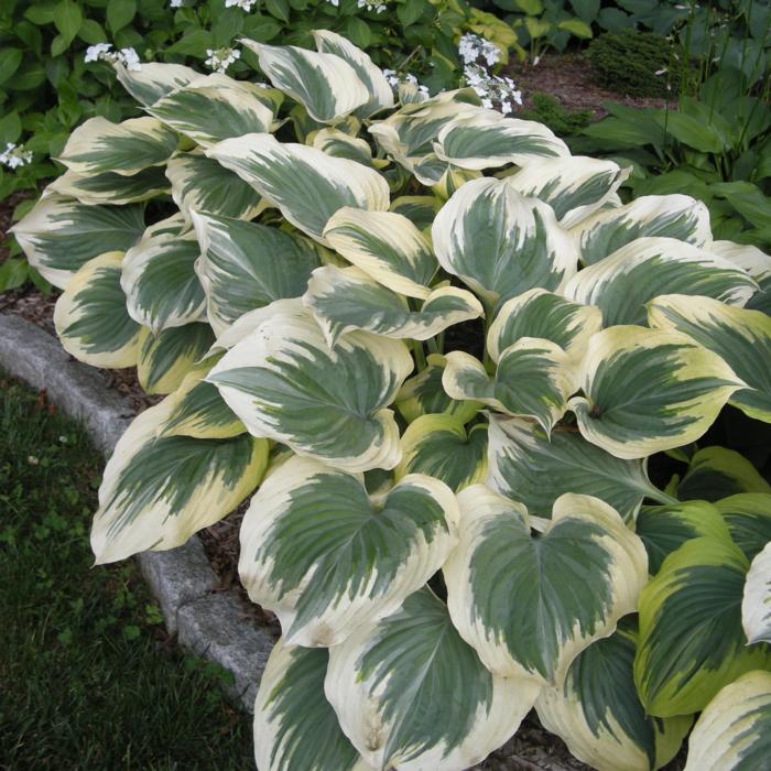 Hosta 'Victory' plant