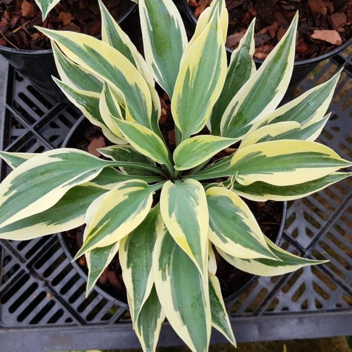 Hosta 'Virginia Reel' plant