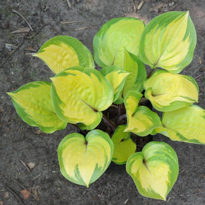 Hosta 'Volcano Island' plant