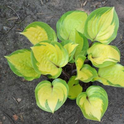 hosta-volcano-island