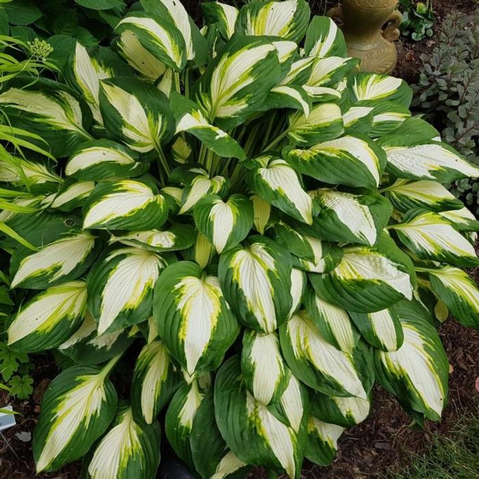 Hosta 'Vulcan' plant