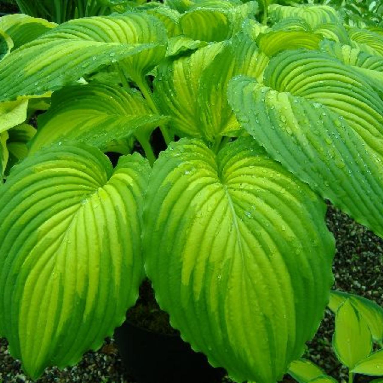 Hosta 'Warpaint' plant