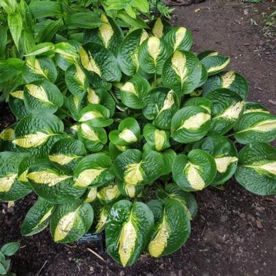 hosta-warwick-comet