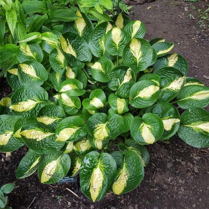 Hosta 'Warwick Comet' plant