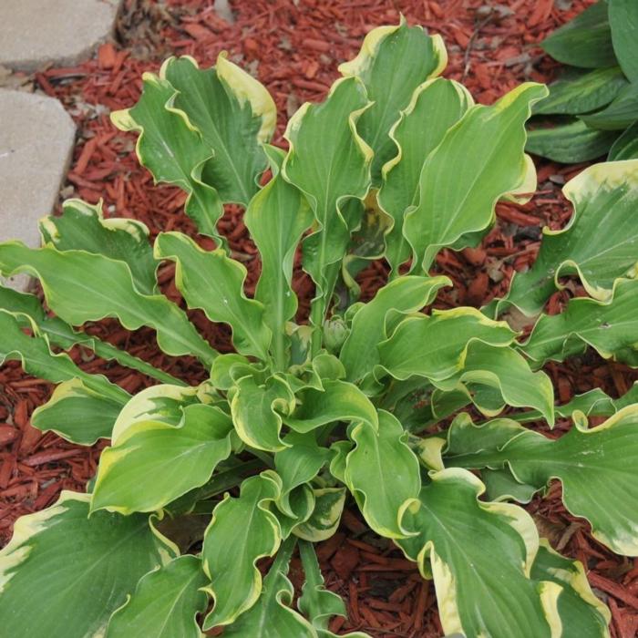 Hosta 'Wheee!' plant