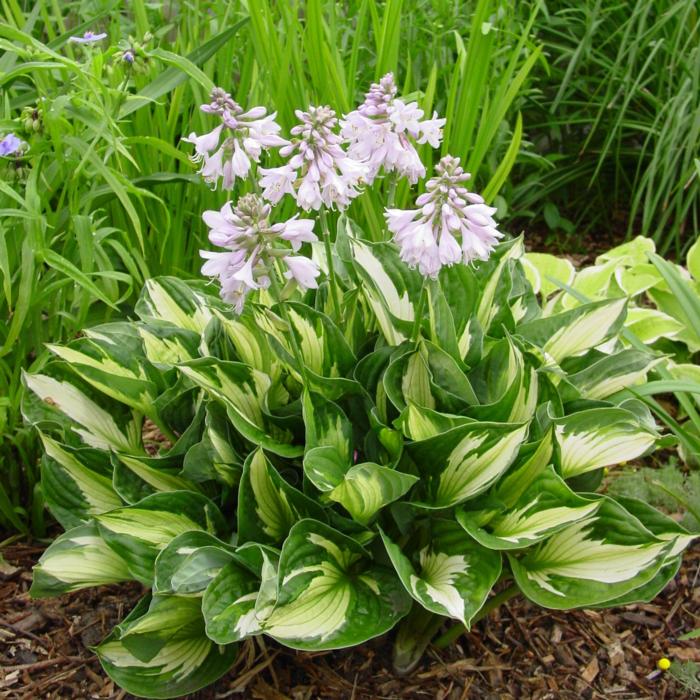 Hosta 'Whirlwind' plant