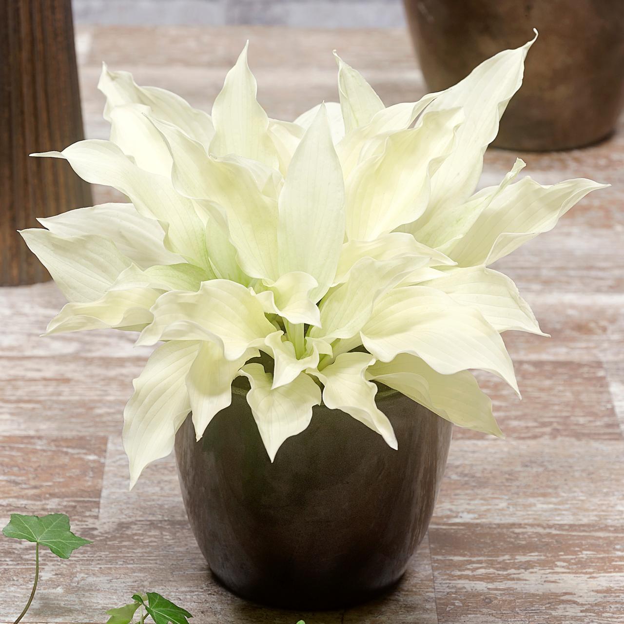 White Feather Vase 