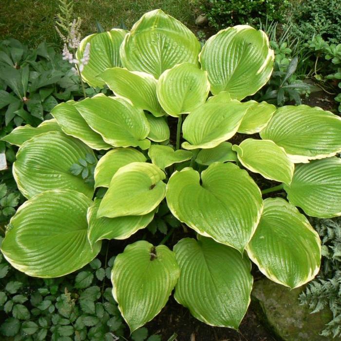 Hosta 'Winter Snow' plant