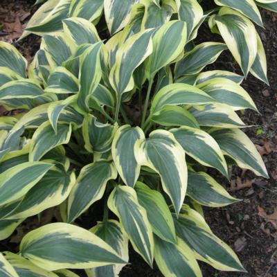 hosta-wolverine