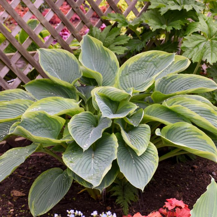 Hosta 'Wu-La-La' plant