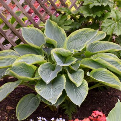 hosta-wulala