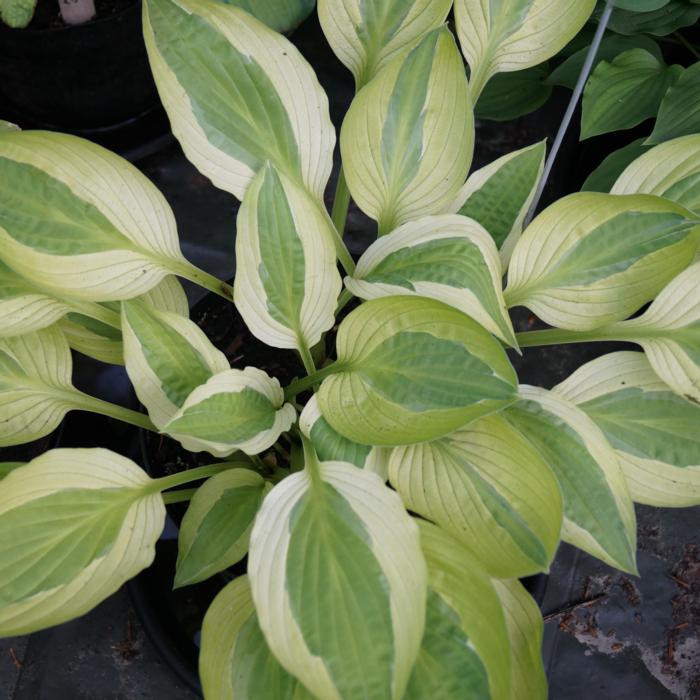 Hosta 'Yellow Polka Dot Bikini' plant