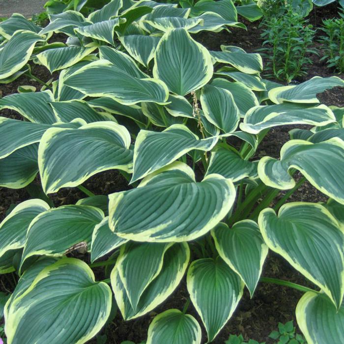 Hosta 'Yellow River' plant