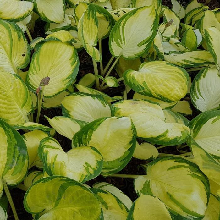 Hosta 'Yuuyake' plant