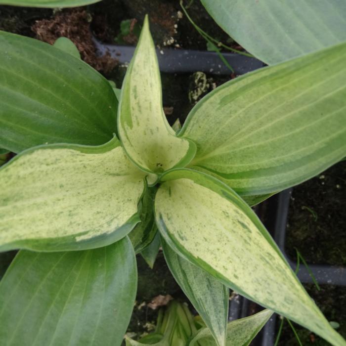 Hosta 'Zeus' plant