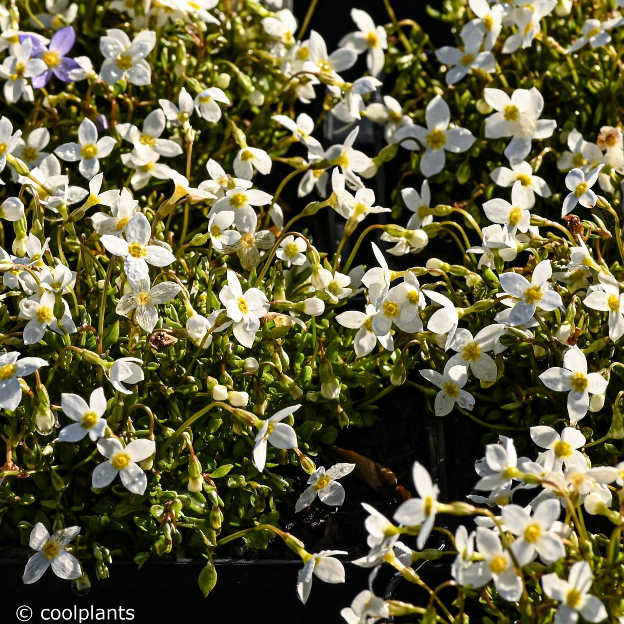 Houstonia caer. 'Alba' plant