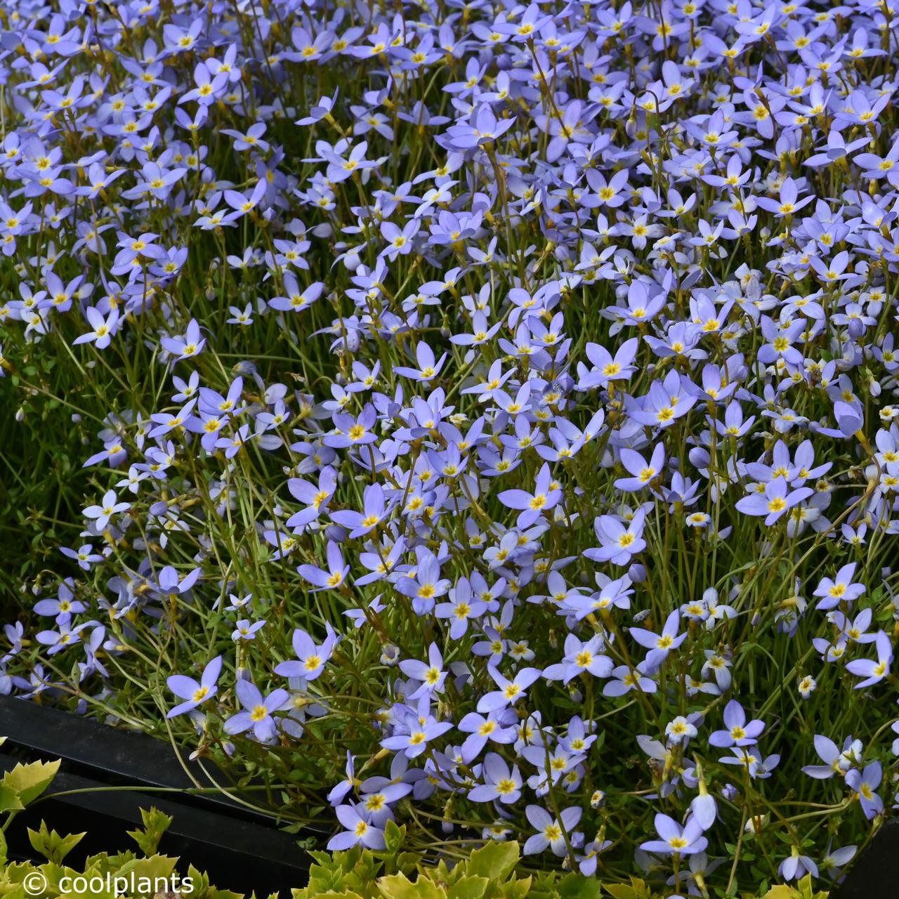 Houstonia caerulea 'Millard' plant