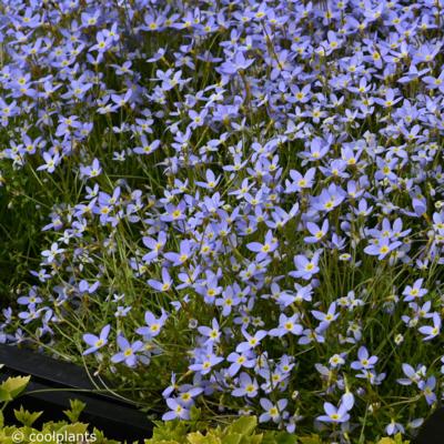 houstonia-caerulea-millard