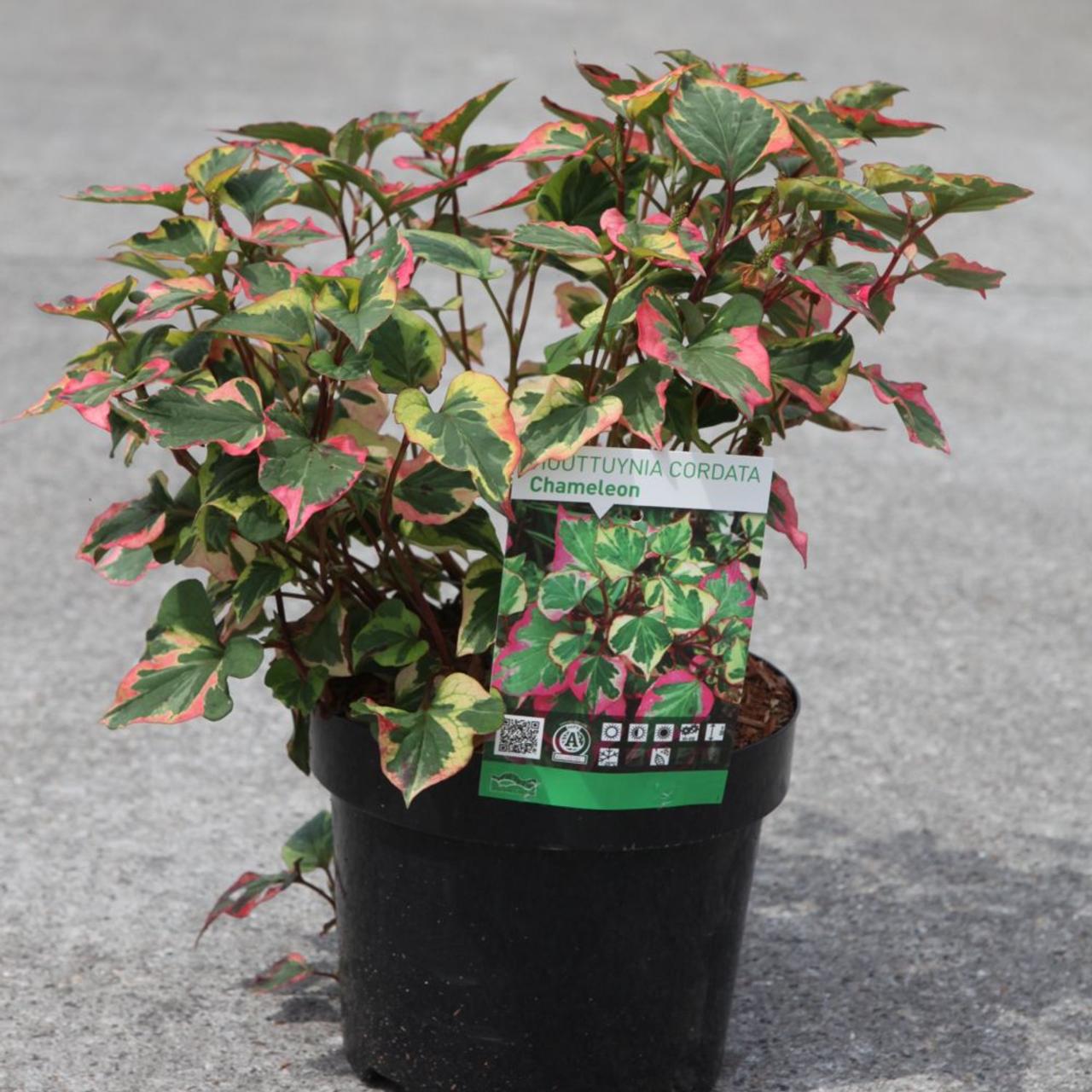 Houttuynia cordata 'Chameleon' plant