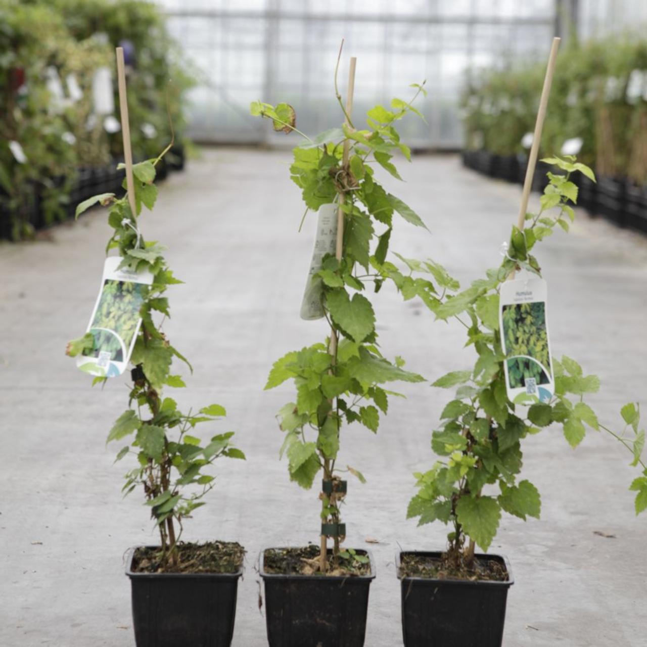 Humulus lupulus 'Aureus' plant