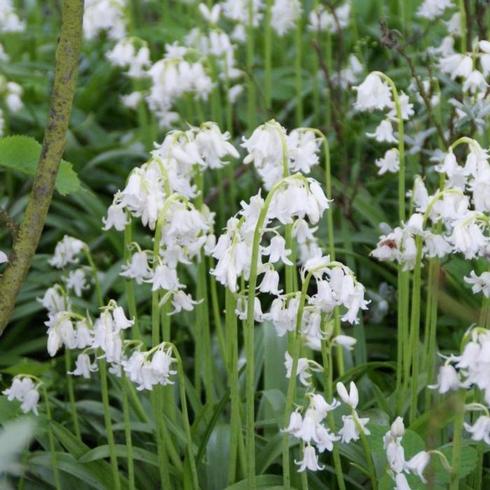 Hyacinthoides hispanica 'Alba Maxima' plant