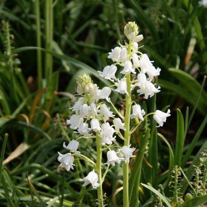 Hyacinthoides hispanica 'Alba Maxima' plant
