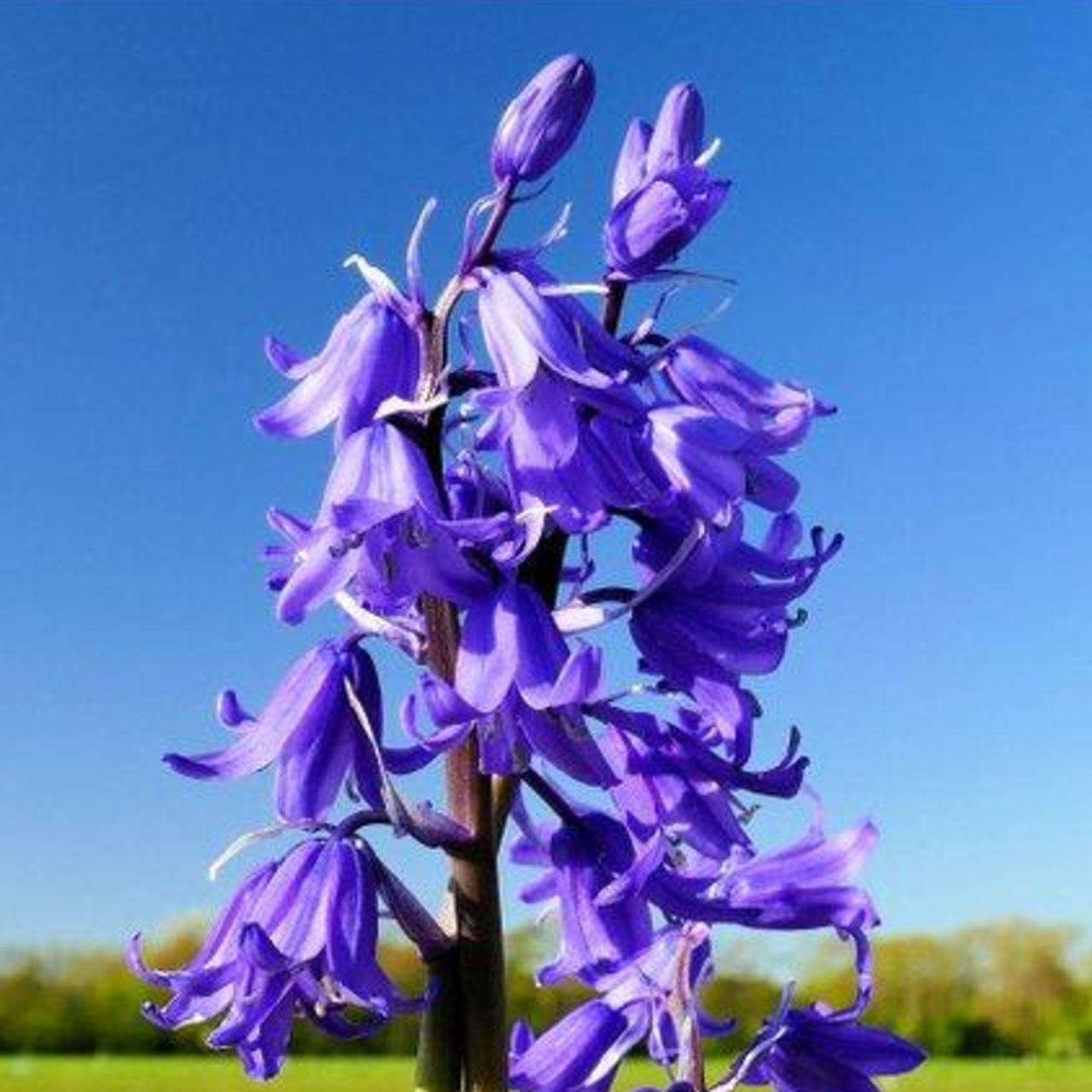 Hyacinthoides hispanica 'Bakkum's Blue' plant