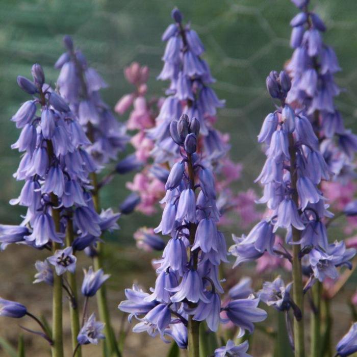 Hyacinthoides hispanica 'Excelsior' plant