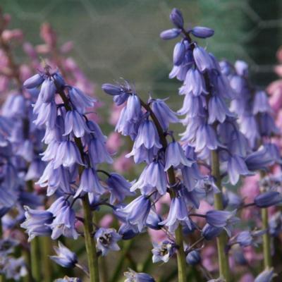 hyacinthoides-hispanica-excelsior